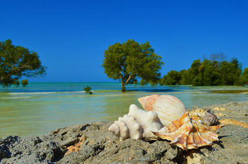 Ośrodek wypoczynkowy White Paradise Zanzibar Pongwe